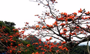 Khoảng trời quê