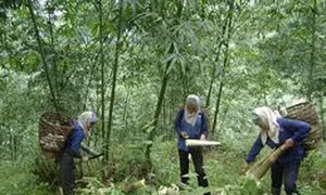 Phát triển vùng tre măng bát độ tập trung