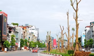 Việc trồng phượng ở dải phân cách đã được tính toán kỹ