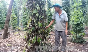 Cây tiêu chết ồ ạt do nhiễm bệnh