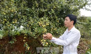 Cây sơn tra giúp xóa nghèo ở vùng cao Yên Bái 