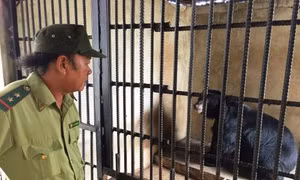 Hai gấu ngựa nhốt bất hợp pháp được đưa về Trung tâm cứu hộ