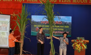 Ứng dụng cây năng lượng trong phát triển sản xuất và bảo vệ môi trường 