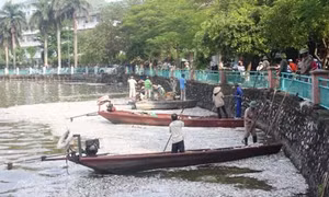 Cá chết trắng ven Hồ Tây