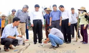 Tình trạng cá chết ở miền Trung đã giảm