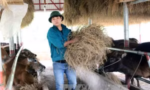 Quảng Ninh gồng mình chống rét 