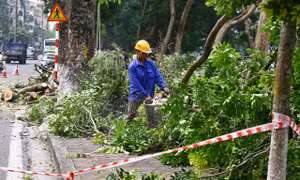Chặt tỉa hàng xà cừ cổ thụ ven hồ Thủ Lệ trước khi di dời