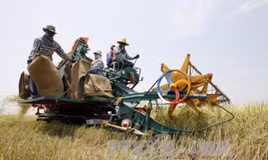 Thái Lan lập các nông trại trồng lúa "khủng"
