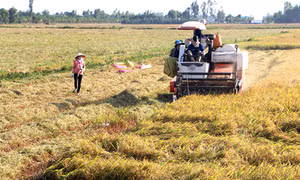 Nông dân mất tiền tỷ vì bán lúa sớm