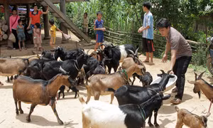 Gieo vốn tín dụng chính sách ở Điện Biên