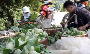 Na dai làm giàu dài dài
