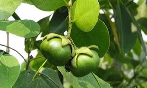 Bần quê