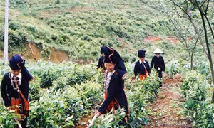 Đơn vị sử dụng lao động người dân tộc thiểu số sẽ được hỗ trợ