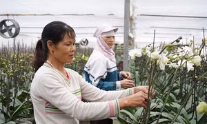 Buồn vui nghề trồng hoa, cây cảnh Giới Tế 