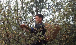 Mùa sơn tra ở Mù Cang Chải 