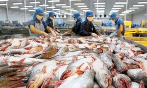 Nhiều nghị sĩ Mỹ đề nghị Hạ viện bỏ giám sát cá da trơn