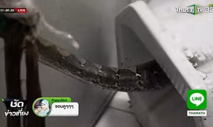 Bị trăn ngoạm trọn "của quý" khi đi vệ sinh