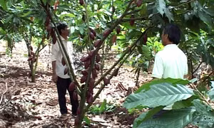 Hiệu quả kinh tế nhờ trồng điều xen canh ca cao 