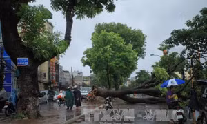 Bêu tên đơn vị trồng cây xanh gãy đổ hàng loạt sau bão 