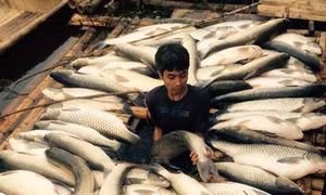 Thanh Hóa báo cáo việc cá chết hàng loạt trên sông Bưởi