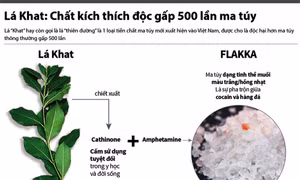 Lá Khat: Chất kích thích độc gấp 500 lần ma túy