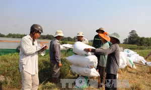 Xuất hiện “cò” lúa ép giá nông dân
