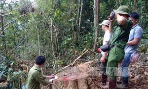 Lâm Đồng khẩn trương điều tra, xử lý các vụ phá rừng, chống người thi hành công vụ