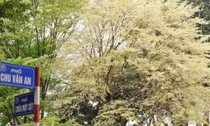 Hẹn gặp lại, sắc trắng hoa sưa