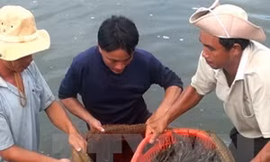 Tôm chết hàng loạt không rõ nguyên nhân ở Bạc Liêu