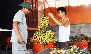 Vải lai Hưng Yên chín sớm tăng gấp đôi giá trị