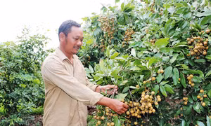 Lãi cao nhờ xử lý nhãn ra hoa sớm 