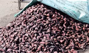 Bâng khuâng mùa mót ấu