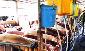 Mỗi ngày tiêm thuốc an thần và bơm nước 300 con lợn