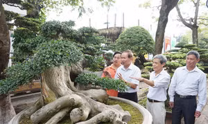 Phát triển sinh vật cảnh trong xây dựng nông thôn mới và đô thị