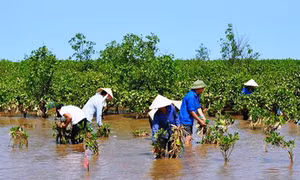 Chính sách phát triển bền vững rừng ven biển 