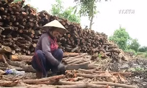 Xóm mót củi trong thành phố