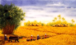 Rơm vàng một thuở