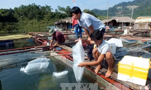 Nghề cá tạo việc làm, tăng thu nhập cho người lao động