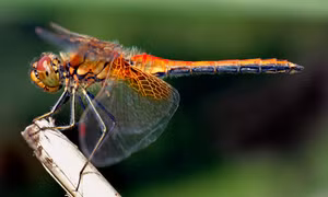 Chuồn chuồn cắn rốn