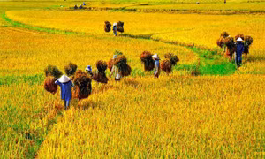 Mùa gặt
