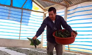 Đưa nghề trồng dâu, nuôi tằm lên vùng núi