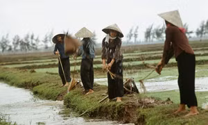Nhớ một thời tát nước chống hạn