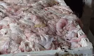 Hải Phòng thu giữ 145 thùng lòng lợn, sách bò thối rữa