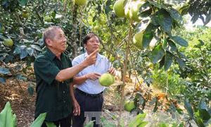Nhân rộng thương hiệu bưởi Phúc Trạch 