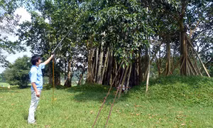 Hồi sinh cây đa Tân Trào