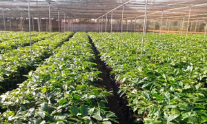 Hơn 15 triệu cây giống cà phê kháng bệnh cho nông dân