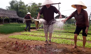 Du lịch nông nghiệp đang cần chính sách hỗ trợ về quy hoạch, quảng bá