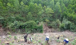 Đổi mới trong giao, cho thuê đất rừng 
