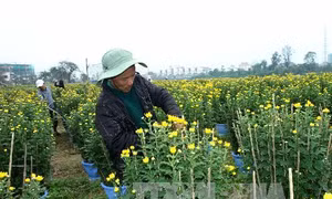 Làng hoa Đông Giang tất bật chuẩn bị Tết