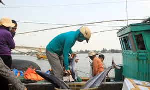 Làm sạch biển miền Trung như thế nào?